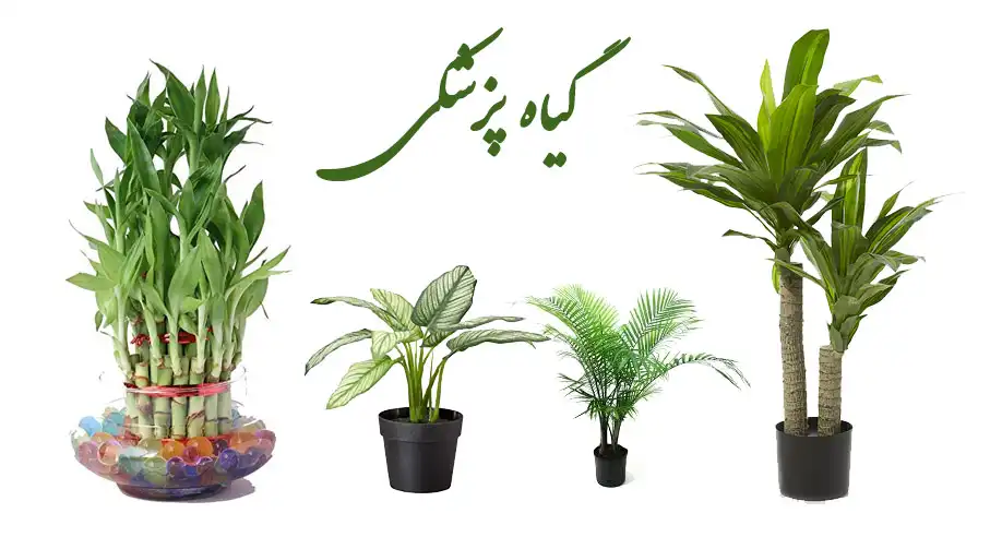 گیاه پزشکی دکتر باغچه